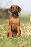 RODESIAN RIDGEBACK 131